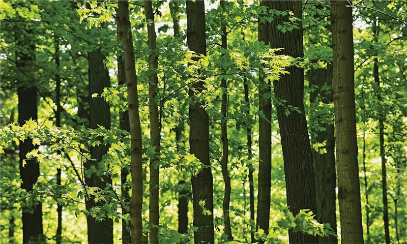 UPM Strengthens Pulpwood Supply through Versowood Deal