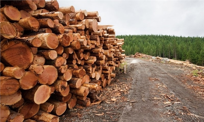 Ottawa Drops Lumber Challenges, Pursues Negotiated Deal