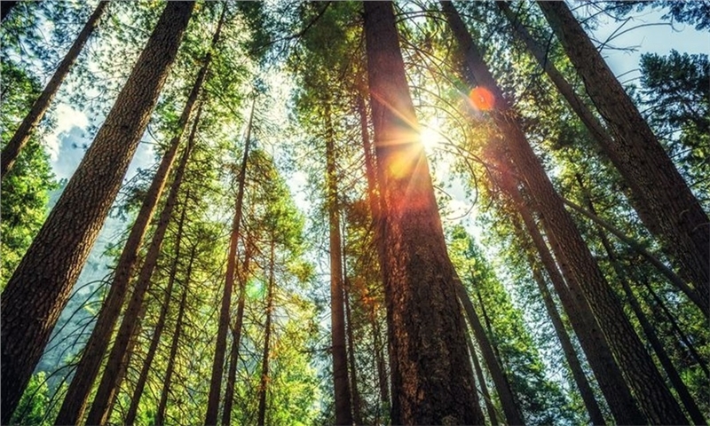 AF&PA Urges EU to Fix Trade Barriers in EUDR Delay